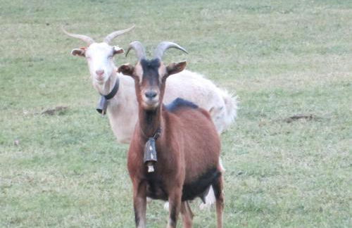 La Casita de Ordesa - Photo 36