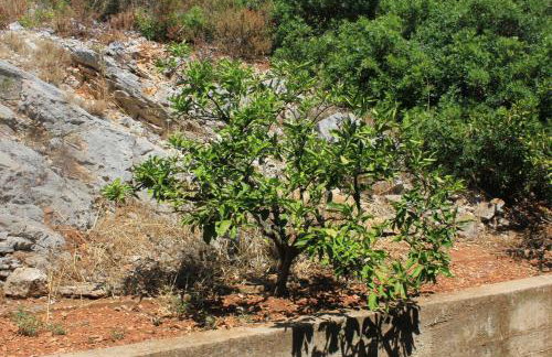 Apartments by the sea Zaglav, Dugi otok - 8145 - Foto 5