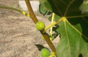 Casa Corofulu Oliena - IUN P2139 - Foto 17