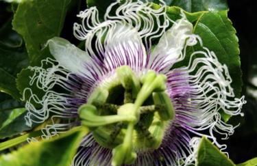 Casa do Pitoco - Foto 11