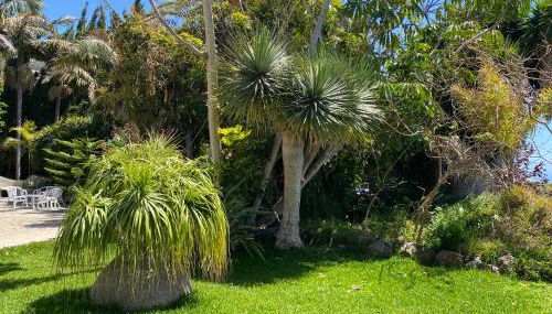 Tijarafe 2 - Foto 3, Garden, Garden view