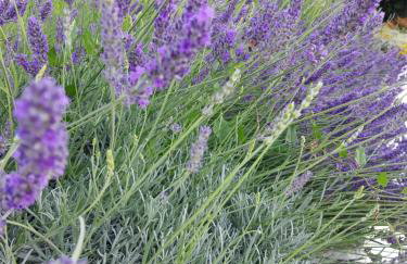 Sobe Kraft 1 - Photo 23