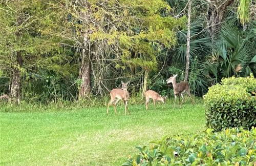 Resort Home near Disney Themed Jacuzzi Pool 2609 - Foto 39