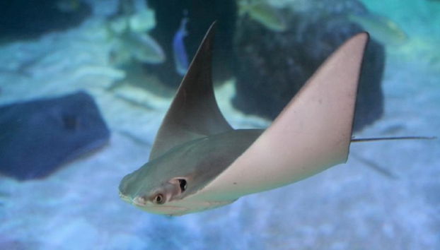 SEA LIFE - Biglietto - Foto 2