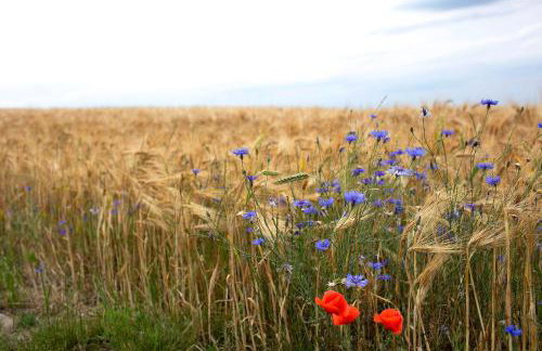 Haus Meistereck Melzow - Foto 23