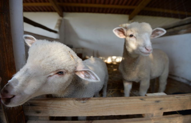 Quinta Pedagógica da Samoqueirinha Duna Parque Resorts & Hotels - Foto 38