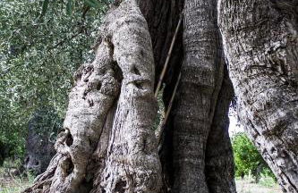 Masseria Marico - Foto 72