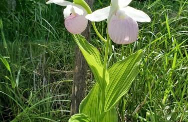 Classic American Getaway in a Lakeside Cabin near Detroit Lakes and Itasca State Park, Minnesota - Foto 9