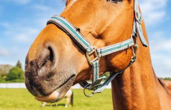 Romantik Studio - Cozy - Stylisch - Naturnah - Foto 31