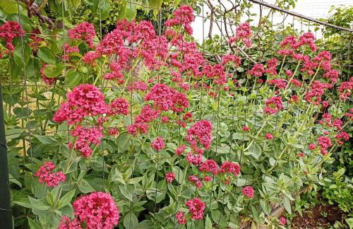 Apartment with a garden view - Foto 13