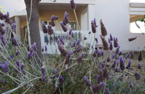 Olive House - Foto 28