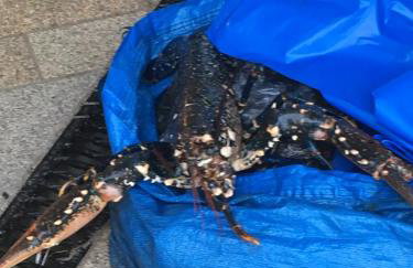 La Magnifique Villa à 500m de la plage - Foto 32