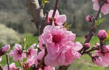 Leon Morto - Foto 35