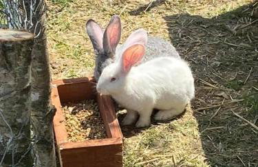 Domek na Uboczu - Foto 32