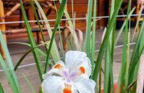 Casa 4 dorms 2 suites - localização perfeita no centrinho e rodeada de natureza - Foto 22