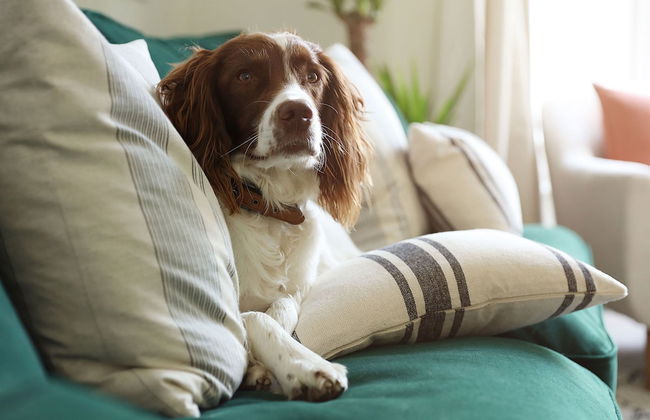 Host Stay Sussex Place - Foto 13