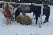 Chata pod kogutem - Photo 21