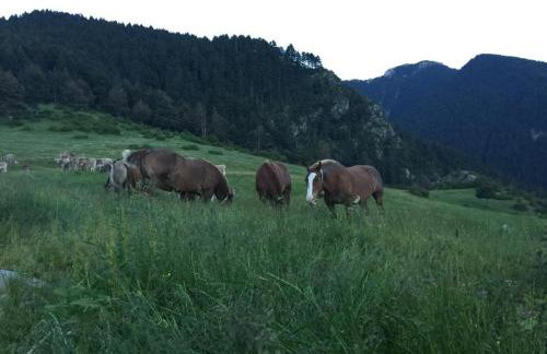 Cal Pedrals - Foto 8