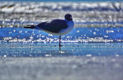 FOUR SEASONS on the gulf - Foto 61