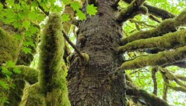A Relaxing Getaway-A Backwoods Cabin SolDuc River - Foto 5