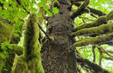 A Relaxing Getaway-A Backwoods Cabin SolDuc River - Foto 5