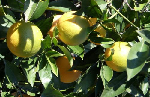 "The Ulivi" inside Le Agavi Private Park, shared Pool and Tennis 200m far, Sea View Apartment 2 AC BDR, 2BTH, parking next home and private garage in Lerici! Cooking Lesson and Wine Tasting - Foto 58