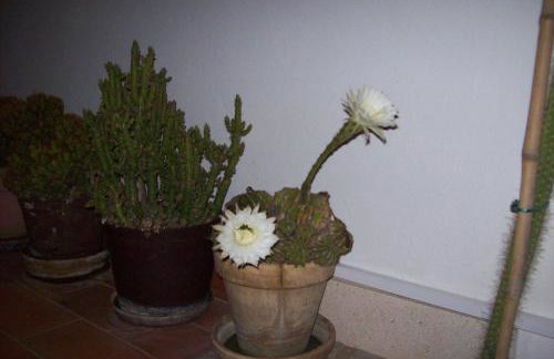 Captain's villa - Photo 8