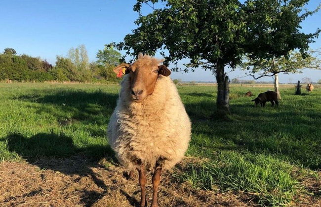 House by the Paddock - Foto 2