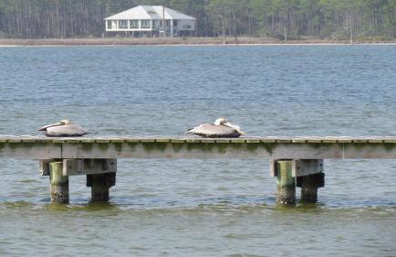 Gulf Shores Surf and Racquet Club 211A-Beach Views - Foto 43