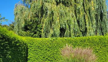 Alt Sammit - Photo 4, Garden view