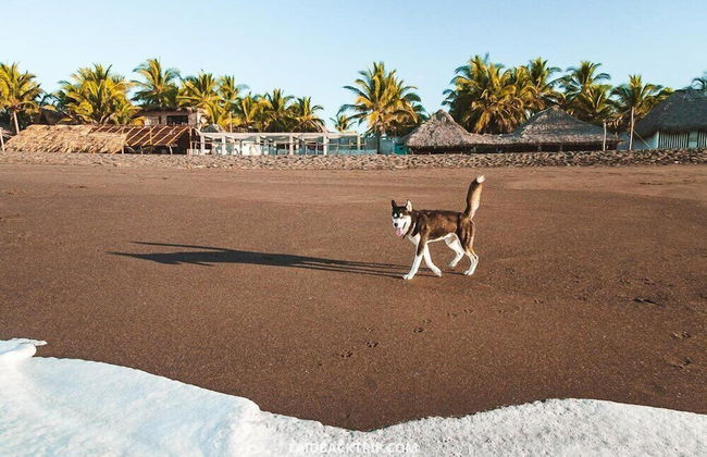 Beach House in Monterrico Guatemala - Photo 54