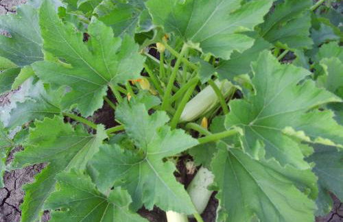 Agriturismo San Pietro - Foto 49