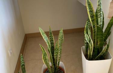 Rocha House - Foto 55