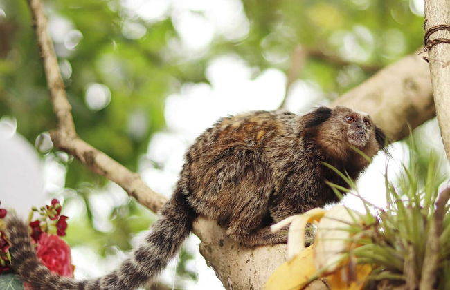 Chalés Magia do Campeche - Photo 74