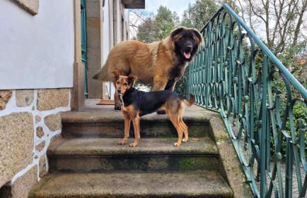 Casinhas das Tílias - Foto 22