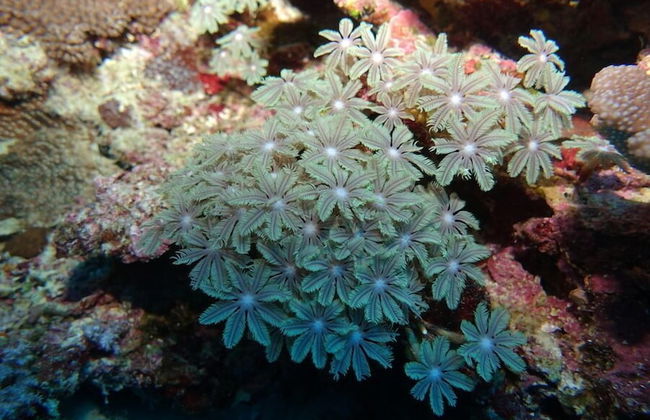 Vanuatu Uncharted Sport Fishing Lounge - Foto 24