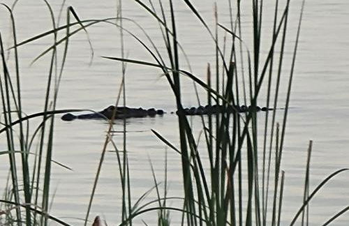 Camp St. Cabanas Unit 3 on Lake Dora - Foto 32