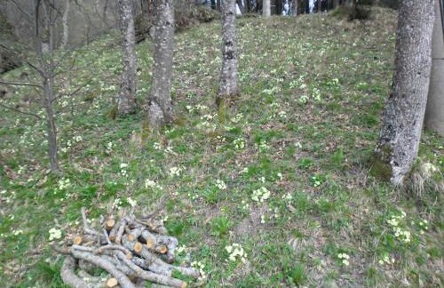 SO MAGIC - La casa nel bosco - Foto 59