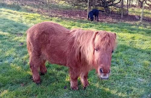 stayinhartland Quincecote shepherds hut - Foto 18