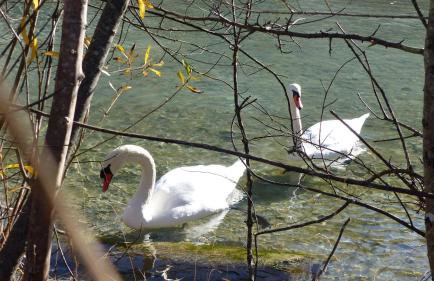 Ferienwohnung Allgäuer Landhaus Stocker in Hopferau-Füssen - Foto 49