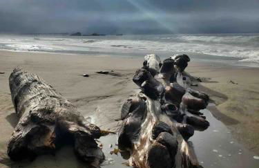 Aptos Beach Retreat Hot Tub & 5 Min Walk to Sand - Photo 29