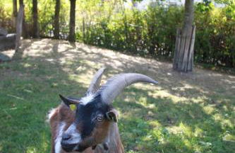 Ferienhof Aiginger - Foto 12