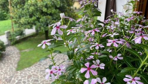 Residenza 38 - Foto 1, Garden