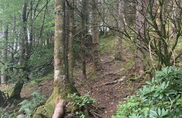 Tawny Owl Pod with Hot Tub - Foto 47