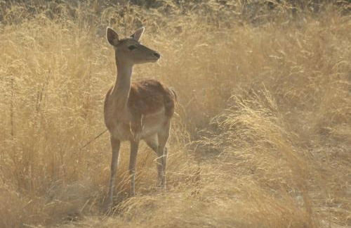 Herdade dos Abegões - Foto 35