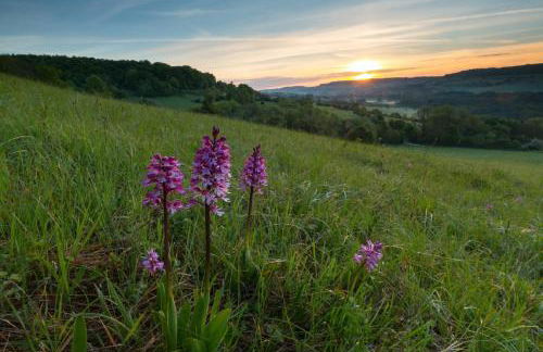 Dachgeflüster - Foto 25