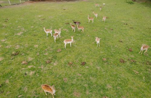 Zawilcowa Dolina - Foto 13