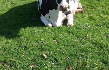 Gîte Gîtes de France® - Le Nid d'Hirondelles - Foto 30