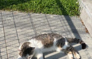 Corner House Plesna - Foto 43