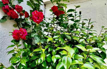 En bord de mer - Foto 16